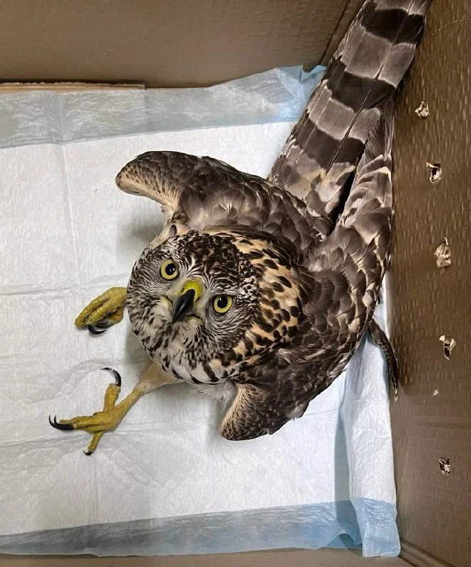 Если кто вдруг волновался за камрада Ястреба, то с ним все хорошо