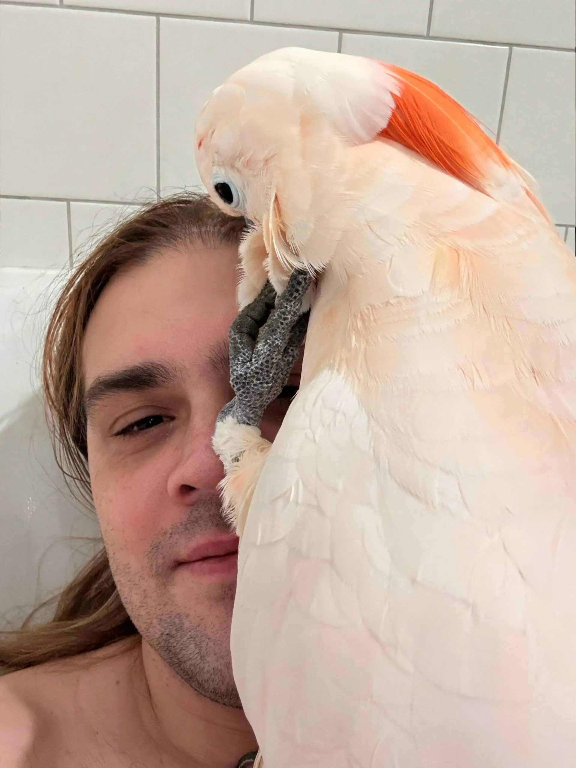 Вот так выглядит попытка принять ванну, если попугу срочно надо поговорить