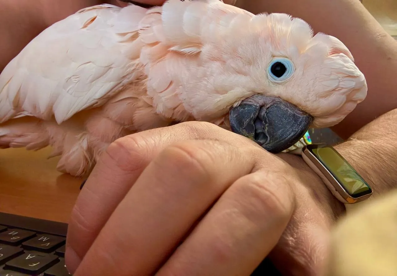 Когда меня спрашивают: «каково работать с попугаем?»,— я кидаю это фото