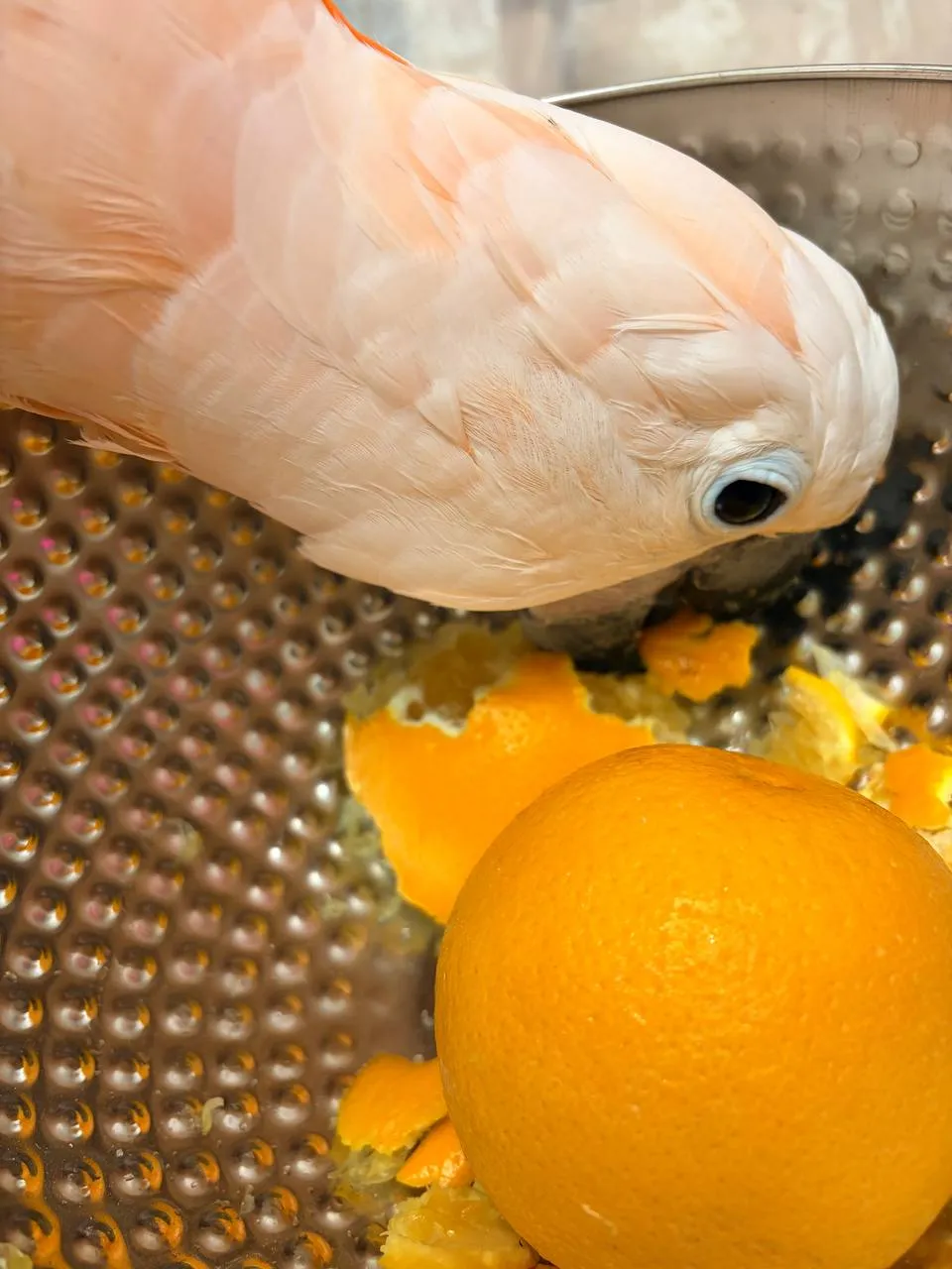 Вот вообще раньше ни один попугай сам апельсин не чистил. Даже если просто по...